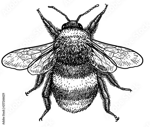 Fotografering Bumblebee (bombus terrestris) illustration, drawing, engraving, ink, line art, v