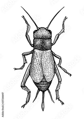 Black field cricket illustration, drawing, engraving, ink, line art, vector