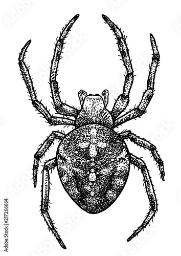 European garden spider illustration, drawing, engraving, ink, line art, vector