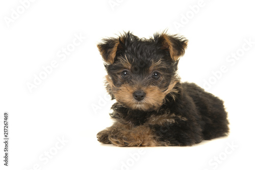 Fototapeta Naklejka Na Ścianę i Meble -  Cute yorkshire terrier, yorkie puppy lying down looking at the camera on a white background