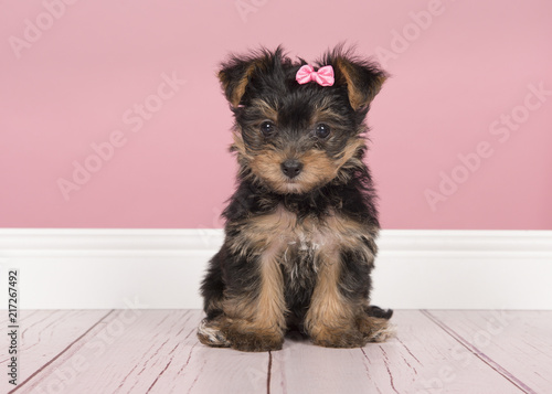 Fototapeta Naklejka Na Ścianę i Meble -  Cute sitting yorkshire terrier, yorkie puppy wearing a pink bow looking at the camera in a pink living room setting
