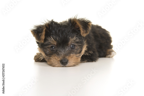 Fototapeta Naklejka Na Ścianę i Meble -  Cute yorkshire terrier, yorkie puppy lying with its head on the floor looking at the camera on a white background