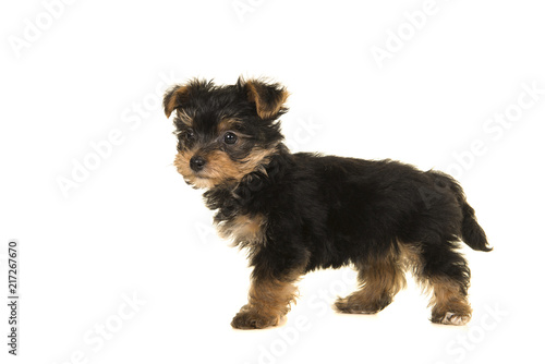 Fototapeta Naklejka Na Ścianę i Meble -  Cute yorkshire terrier, yorkie puppy standing seen from the side looking away on a white background
