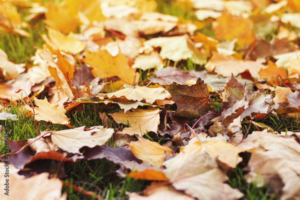 Autumn yellow on the clearing. Narrow focus. Concept of the fall Autumn yellow on the clearing. Narrow focus. Concept of the fall