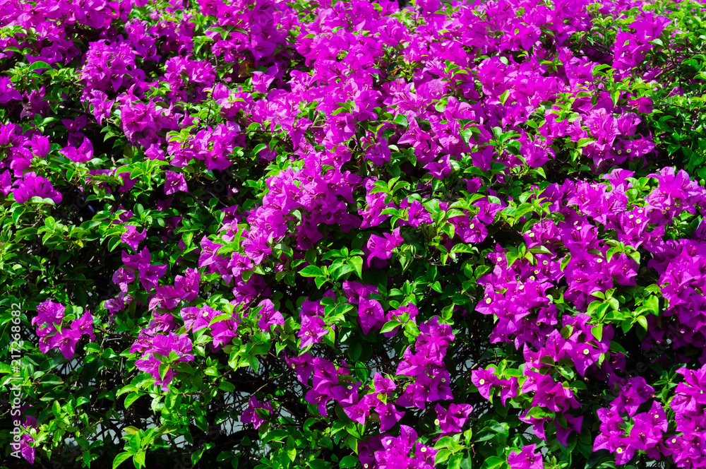 Colorful bougainvillea flowers in pink color blooming.