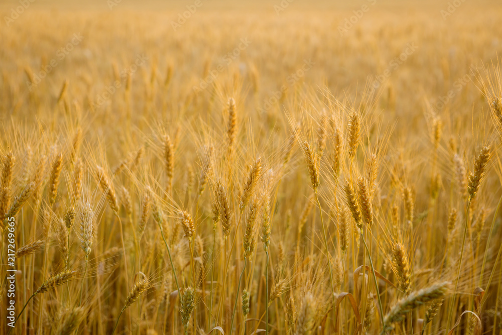 Sunset landscape with ripe wheats corn