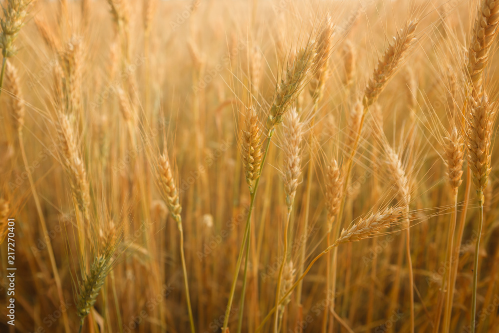 Golden ripe wheats field Golden ripe wheats field