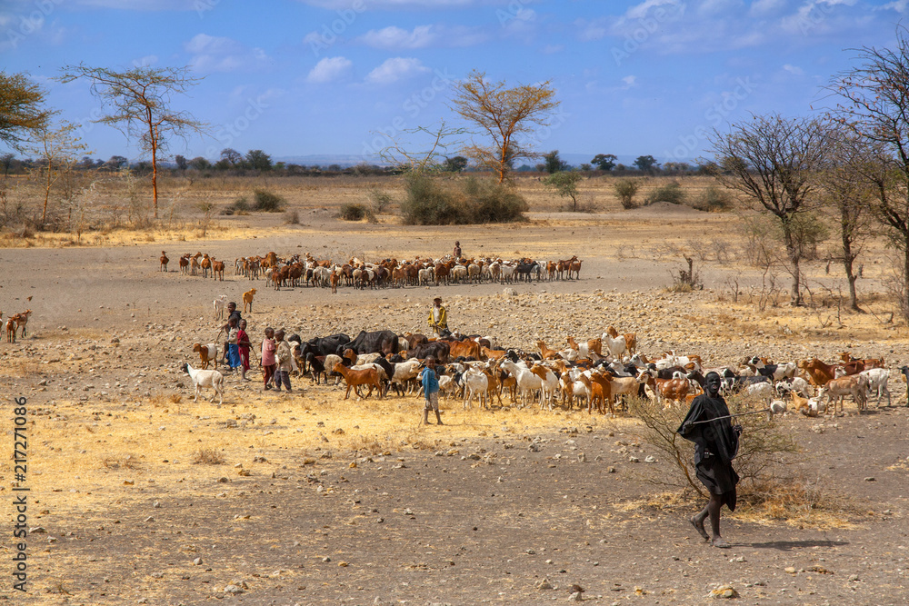 Fototapeta premium Cow cattle driven by Maasai children to drink water