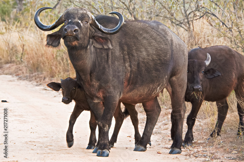African Buffalo cow lifting her head in an aggressive posture to protect two young calves © robbyh