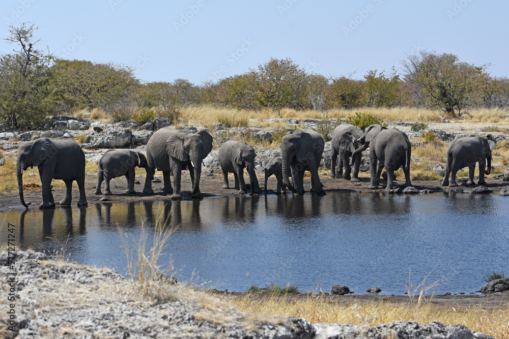 Obraz premium Elefanten (loxodonta africana) am Wasserloch im Etosha Nationalpark