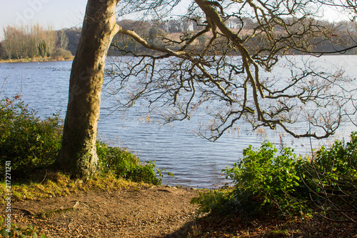 Ash tree with a branch overhanging the small lake at Portavoe in County Down used by local anglers for fishing for trout and Pike © Michael