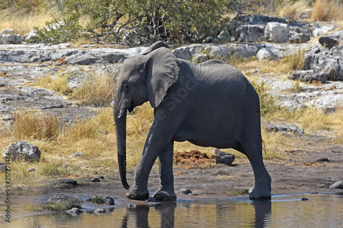 junger Elefant  loxodonta africana  am Wasserloch im Etosha Nationalpark