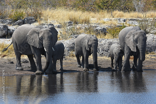 Elefanten  loxodonta africana  am Wasserloch im Etosha Nationalpark