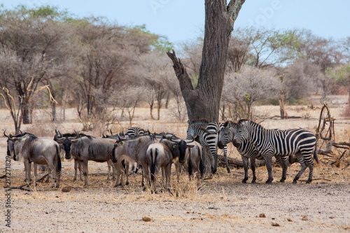 Gnu and zebras under the tree, Afrca