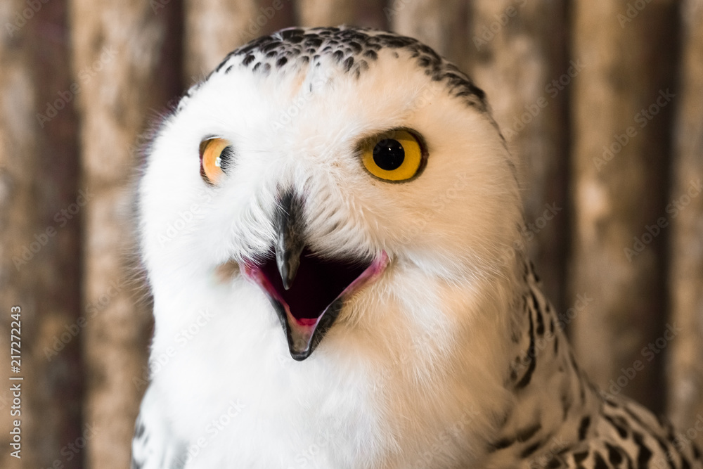 Obraz premium Pygmy owl,Glaucidium brodiei 1 year old isolate on background, copy space.Technical closed up