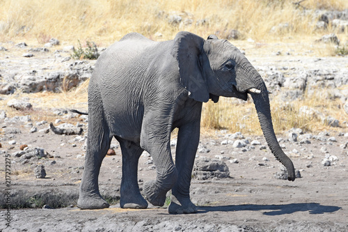 junger Elefant (loxodonta africana) am Wasserloch im Etosha Nationalpark