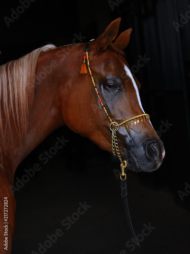 Purebred Arabian Horse  portrait of a bay mare with jewelry bridle in dark background