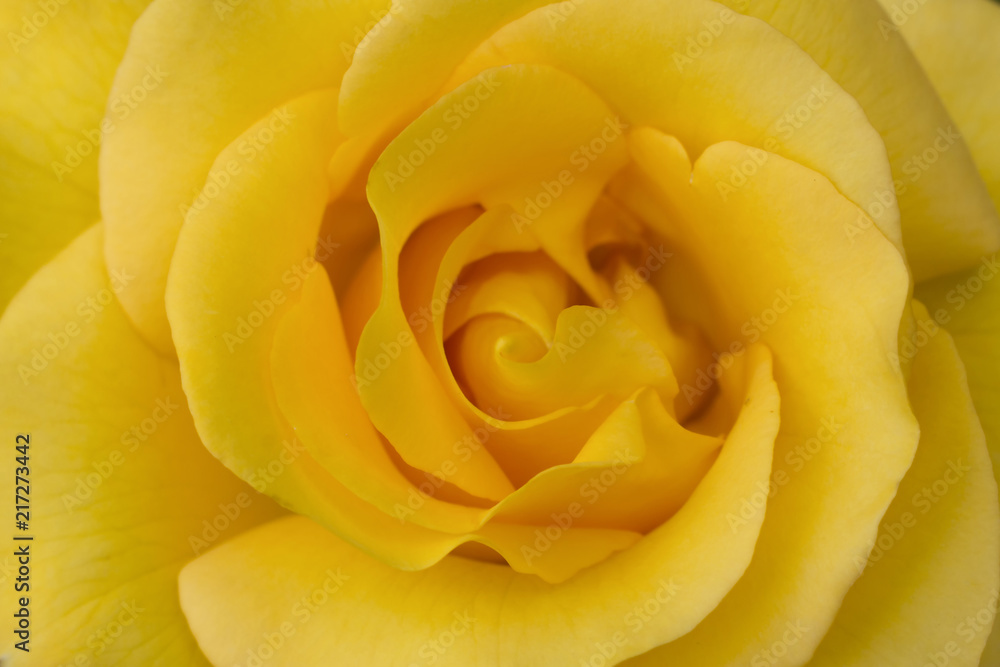 Close up of a Yellow Rose Close up of a Yellow Rose