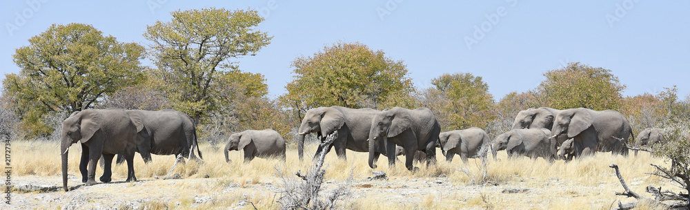 Fototapeta premium afrikanische Elefanten (loxodonta africana) im Etosha Nationalpark