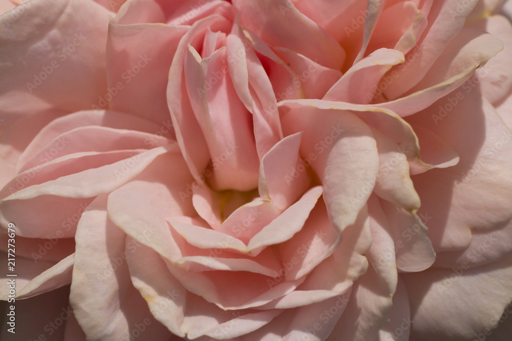 Close up of pale pink flowers 
