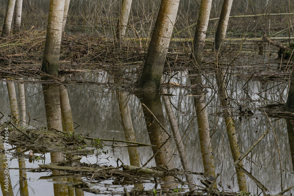 partcolare di albero nella palude partcolare di albero nella palude