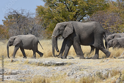 afrikanische Elefanten  loxodonta africana  im Etosha Nationalpark