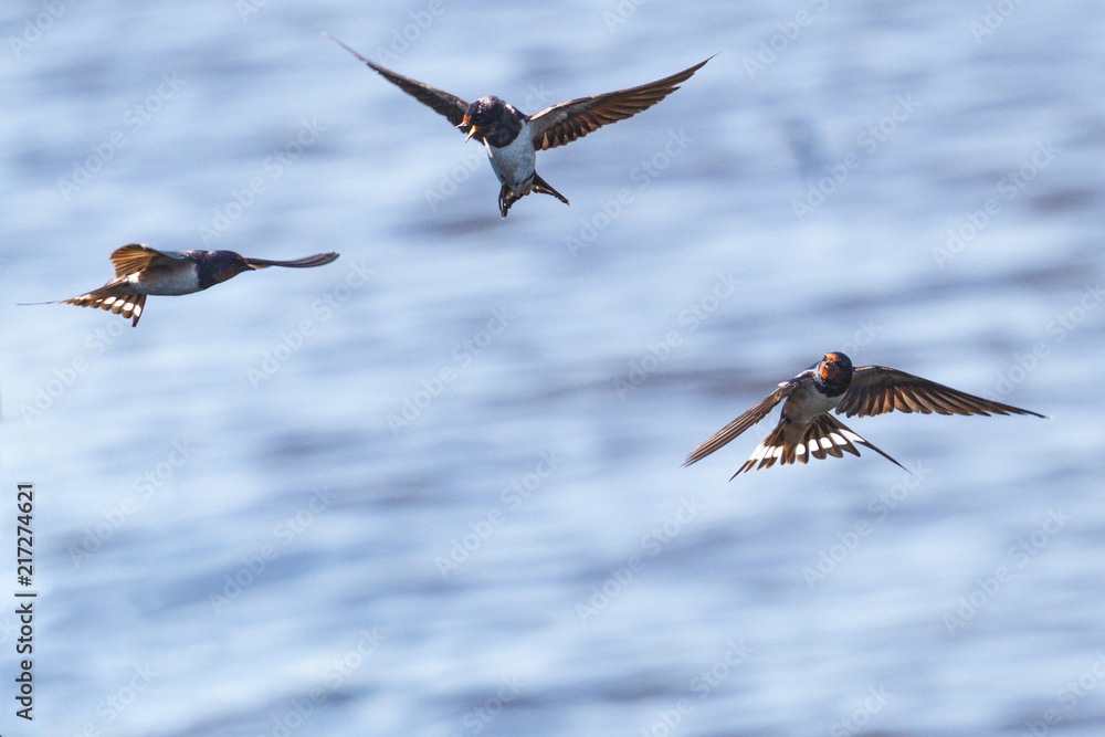 Obraz premium barn swallows fly over the river