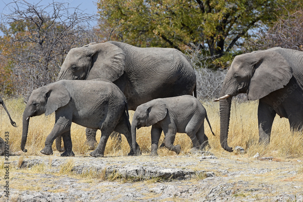 Fototapeta premium afrikanische Elefanten (loxodonta africana) im Etosha Nationalpark