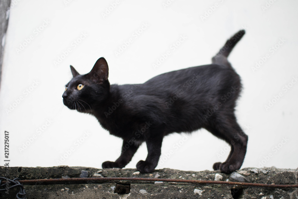 Cats are looking between the roofs. - obrazy, fototapety, plakaty 