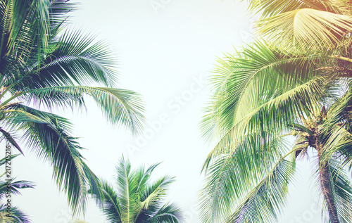 Detail of coconut trees with soft light background or vintage style. © kittiyaporn1027