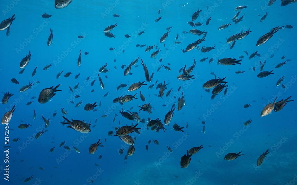 A shoal of fish, damselfish Chromis chromis, underwater in the Mediterranean sea, Cote d'Azur, France A shoal of fish, damselfish Chromis chromis, underwater in the Mediterranean sea, Cote d'Azur, France