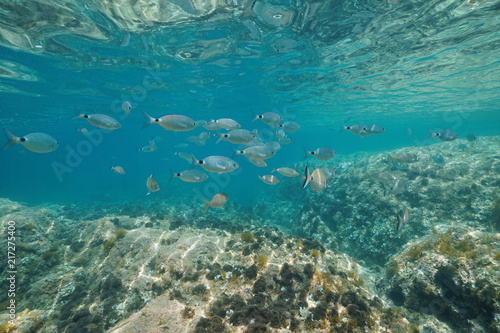 Underwater a school of fish (mostly saddled seabream) below the water surface with a rocky bottom, Mediterranean sea, Denia, Alicante, Costa Blanca, Spain