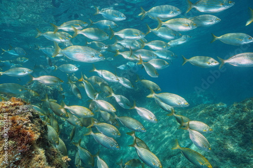 Underwater a school of fish in the Mediterranean sea (dreamfish, Sarpa salpa), Balearic islands, Formentera, Spain