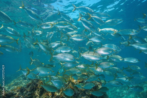 A school of fish underwater in the Mediterranean sea  dreamfish  Sarpa salpa   Balearic islands  Ibiza  Spain