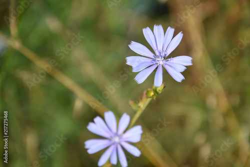 Blue Chicory flower (Cichorium intybus), Weed plant as a healthy herb