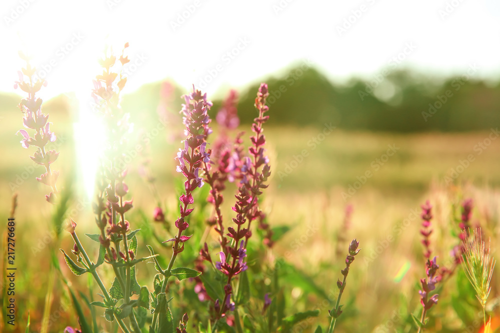 Beautiful sage flowers in field on spring day