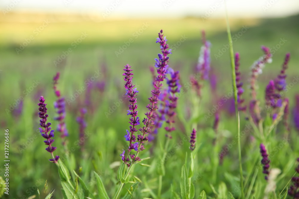 Fototapeta premium Beautiful sage flowers in field on spring day