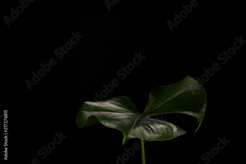 close-up view of beautiful dark green monstera leaf isolated on black background