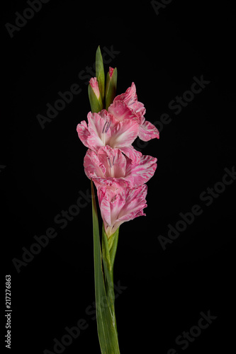 Fototapeta Naklejka Na Ścianę i Meble -  close-up view of beautiful pink gladiolus with buds isolated on black