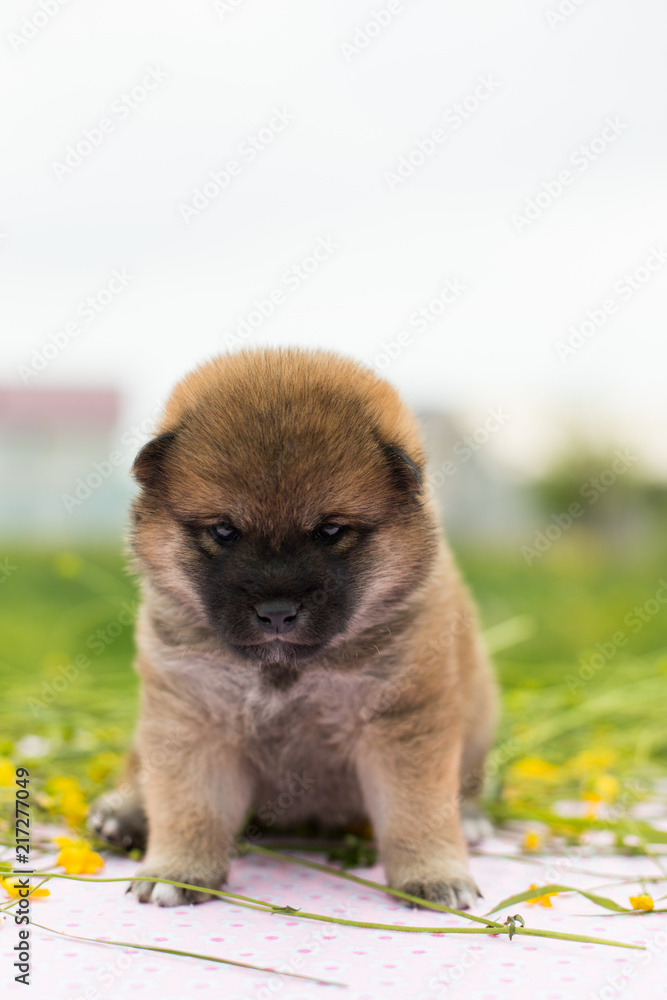 Portrait of cute two weeks old shiba inu puppy sitting on the table in the buttercup meadow