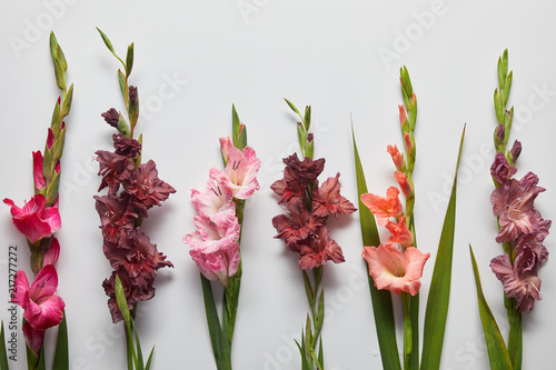 beautiful pink and violet gladioli flowers on grey background Fototapet