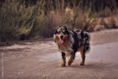 Happy australian shepherd go for a walk photo