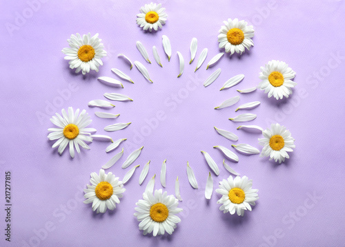 Frame made of beautiful camomile flowers on color background