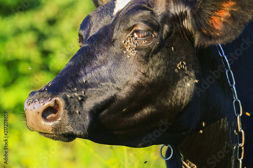 in the heat of summer flies crawl into the eye to cows photo