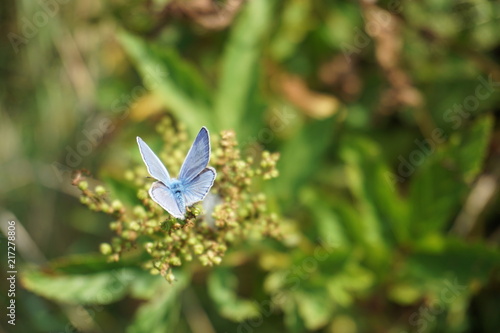 butterfly, Schmetterling, Himmelblauer Bläuling © Elke Ludes