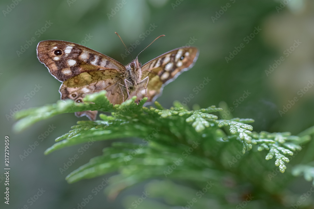 Brown butterfly macro close up Brown butterfly macro close up