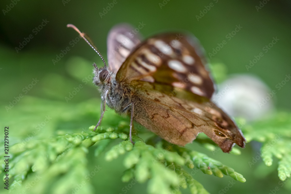 Obraz premium Brown butterfly macro close up