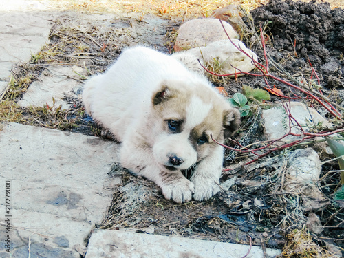 A homeless pup