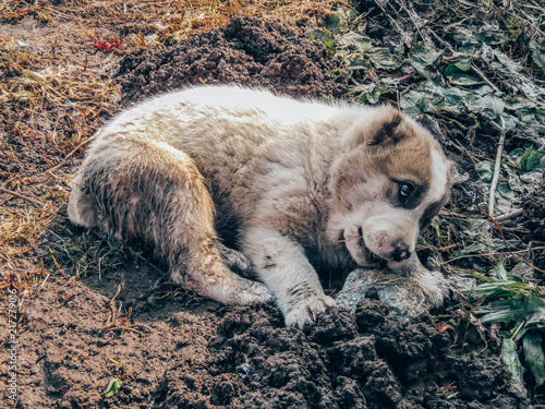 A lonely puppy