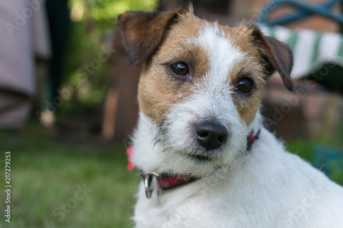 Jack Russell Terrier dog close-up, summer, outdoor.